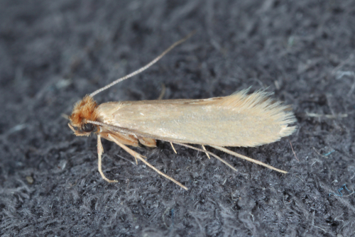 Common Clothes Moth