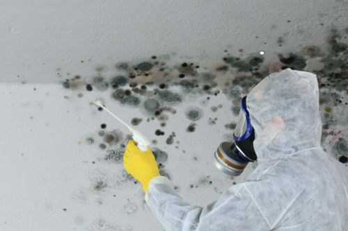 Mold Removal Process