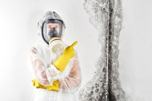 Mold removal Professional